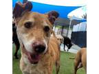 Adopt Zebra a Catahoula Leopard Dog, Labrador Retriever