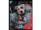 Adopt Brian a American Staffordshire Terrier