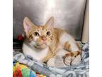 Adopt Joey a Domestic Short Hair