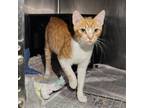 Adopt Ross a Domestic Short Hair