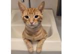 Adopt Ben a Domestic Short Hair