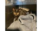 Adopt Mercury a Domestic Short Hair