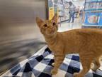 Adopt Chandler a Domestic Short Hair