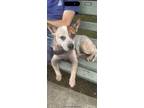 Adopt Atlas a Australian Cattle Dog / Blue Heeler