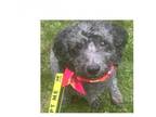 Adopt Chase a Poodle, Mixed Breed