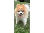 Adopt Pumpkin a Pomeranian