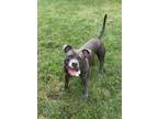 Adopt MLK a Pit Bull Terrier