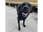 Adopt Clay a Black Labrador Retriever