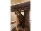 Adopt Kato a Domestic Short Hair, Tabby
