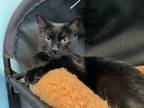 Adopt Shadow (FKA Rumpelstiltskin) a Domestic Short Hair