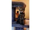 Adopt Koda a Tabby, Domestic Short Hair