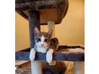 Adopt Kipper a Domestic Short Hair, Tabby