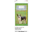 Adopt Neko a Australian Cattle Dog / Blue Heeler