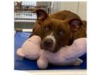 Adopt Brownie a Labrador Retriever, Mixed Breed