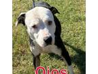 Adopt Ojos a American Staffordshire Terrier, Mixed Breed