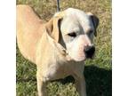 Adopt Oso Junior a American Staffordshire Terrier, Mixed Breed