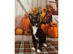 Adopt Howl a Domestic Short Hair