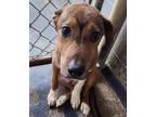 Adopt Mikey a Hound, Mountain Cur