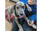 Adopt Liam a Catahoula Leopard Dog, Mixed Breed