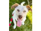 Adopt Wiley a Mixed Breed