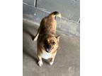 Adopt Cheech a Mixed Breed