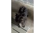 Adopt Chong a Mixed Breed