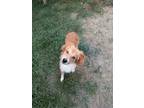 Adopt Jovi a Australian Shepherd