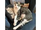 Adopt Snowball a Domestic Short Hair