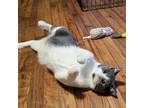 Adopt Ko a Domestic Short Hair