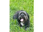 Adopt Toby a Havanese