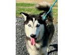 Adopt Soka a Husky