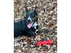 Adopt Rolo a Black - with Brown, Red, Golden, Orange or Chestnut Terrier