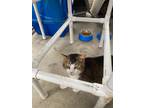 Adopt Lilith a Domestic Shorthair / Mixed (short coat) cat in Darlington