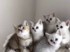 Kittens Hennessy
