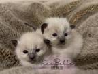 Balinese Babies