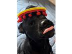 Mimi, Labrador Retriever For Adoption In Raleigh, North Carolina