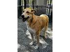 Jollie, Labrador Retriever For Adoption In Kellogg, Idaho