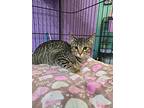 Marv, Domestic Shorthair For Adoption In Sebastian, Florida