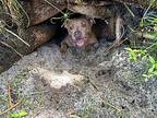 Ratatouille, American Pit Bull Terrier For Adoption In Sebastian, Florida