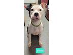 Flora, American Pit Bull Terrier For Adoption In Richmond, Indiana