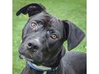Duncan, American Staffordshire Terrier For Adoption In Huntley, Illinois