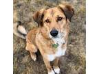 Dorie (local) Kt, Golden Retriever For Adoption In Langley, British Columbia