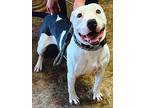 Drako, Terrier (unknown Type, Small) For Adoption In Jackson, Mississippi