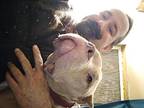 Fawn, American Pit Bull Terrier For Adoption In Winston, Oregon