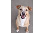 Sher, Terrier (unknown Type, Small) For Adoption In Jackson, Mississippi