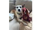 Monty, Miniature Pinscher For Adoption In Gilbert, Arizona