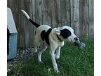 Pattie, Labrador Retriever For Adoption In Perry, Georgia