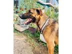 Jethro (sv), Labrador Retriever For Adoption In Langley, British Columbia