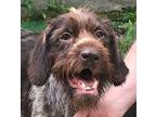 Greta (rep Of Georgia) Yo, Wirehaired Pointing Griffon For Adoption In Langley