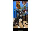 Levi, Staffordshire Bull Terrier For Adoption In Norwalk, Connecticut